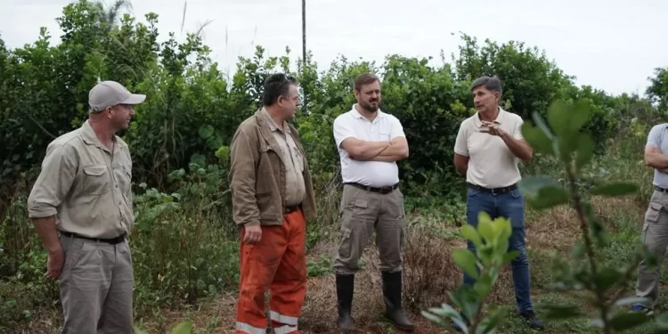 Las leyes ambientales fortalecen la producción sustentable de yerba mate