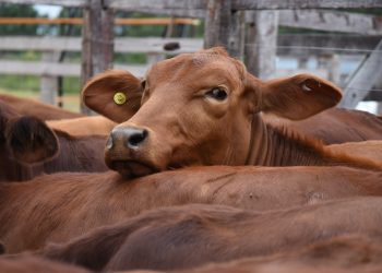 Con más de 1.200 cabezas en pista se realizó un nuevo remate ganadero en Montecarlo