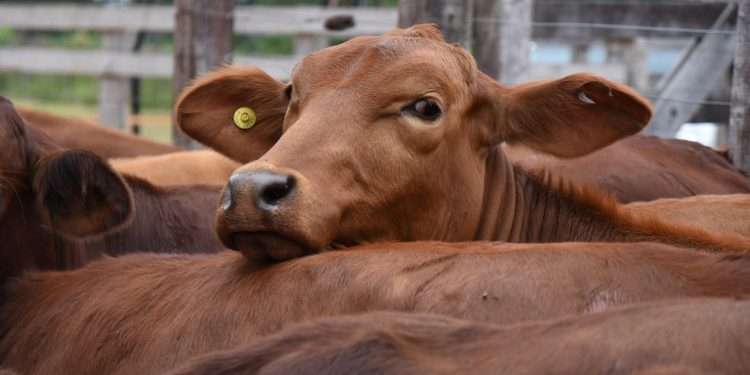 Con más de 1.200 cabezas en pista se realizó un nuevo remate ganadero en Montecarlo