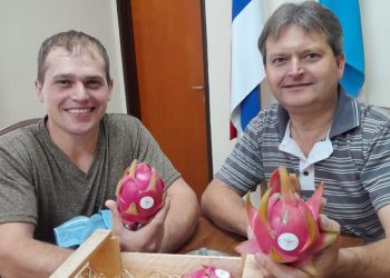 Cerro Azul hace punta con la exótica Fruta del Dragón
