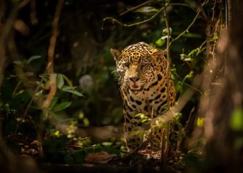 Día Mundial de la Vida Silvestre: ¿por qué se conmemora cada 3 de marzo?