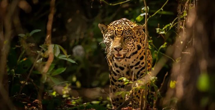 Día Mundial de la Vida Silvestre: ¿por qué se conmemora cada 3 de marzo?