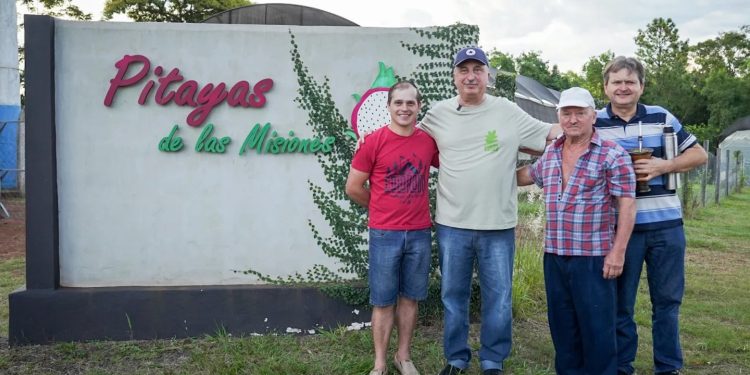 Passalacqua visitó a productor de pitaya en Cerro Azul, la fruta que puede revolucionar la producción misionera