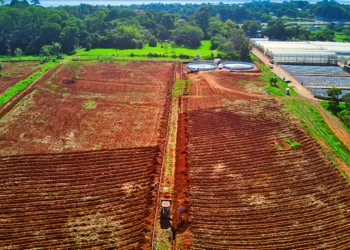 Iniciaron los trabajos de suelo para ampliar el cultivo de cannabis a cielo abierto