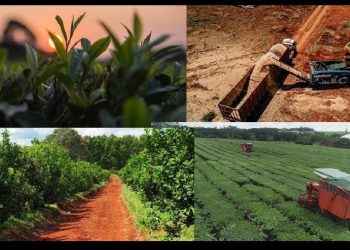 Rovira destacó el dólar diferencial para las exportaciones misioneras