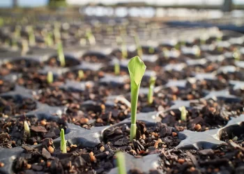 La provincia puede triplicar su producción en base a bioinsumos