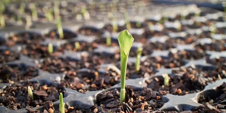 La provincia puede triplicar su producción en base a bioinsumos