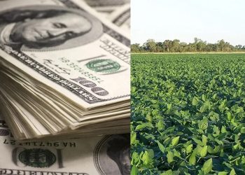 Dólar agro: advierten cuáles son los principales riesgos que corre la medida de Massa