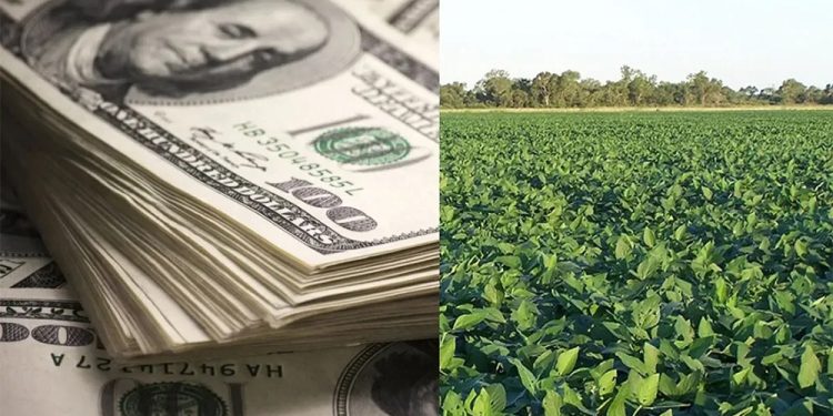 Dólar agro: advierten cuáles son los principales riesgos que corre la medida de Massa