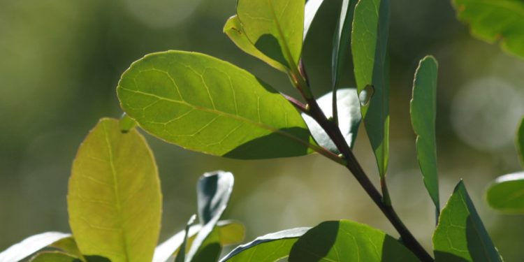 El INYM refuerza el control para el cumplimiento de los precios mínimos de la materia prima