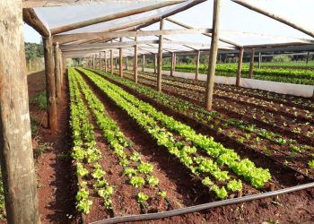 Crece la horticultura en Misiones