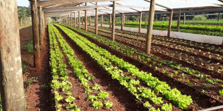 Crece la horticultura en Misiones