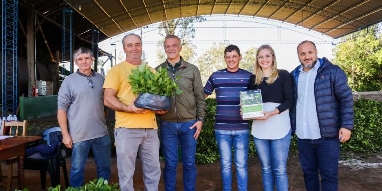 Yerba mate: continúa la entrega de plantines en la provincia