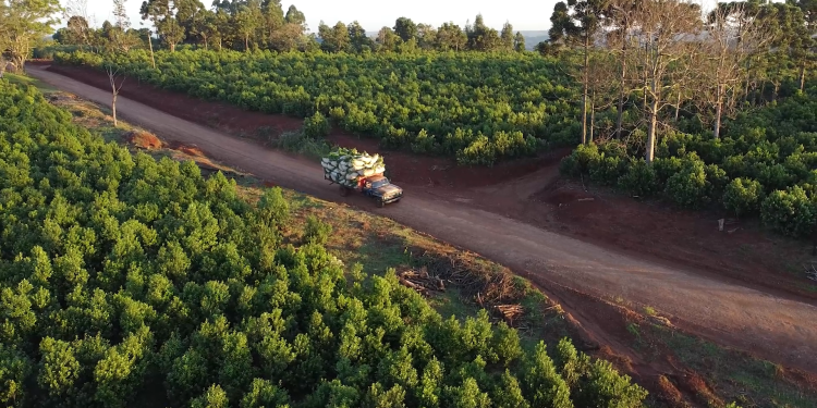Cambio Rural: 30 años dedicados a mejorar la producción de yerba mate