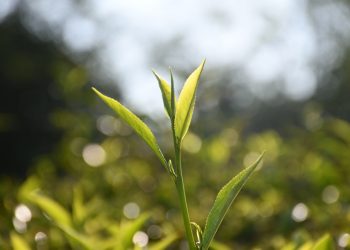 El té argentino se posiciona en el mercado mundial