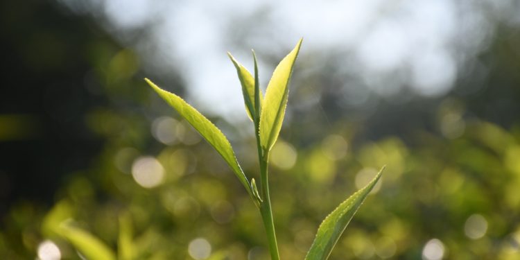 El té argentino se posiciona en el mercado mundial