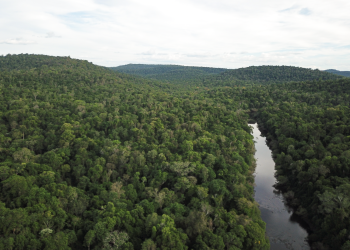 Día del Bosque Atlántico: Vida Silvestre lo celebra conservando y recuperando la selva misionera y su yaguareté