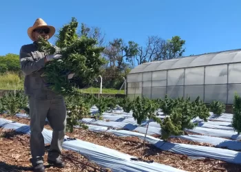 La provincia apunta a distribuir 180 mil frascos de cannabis medicinal