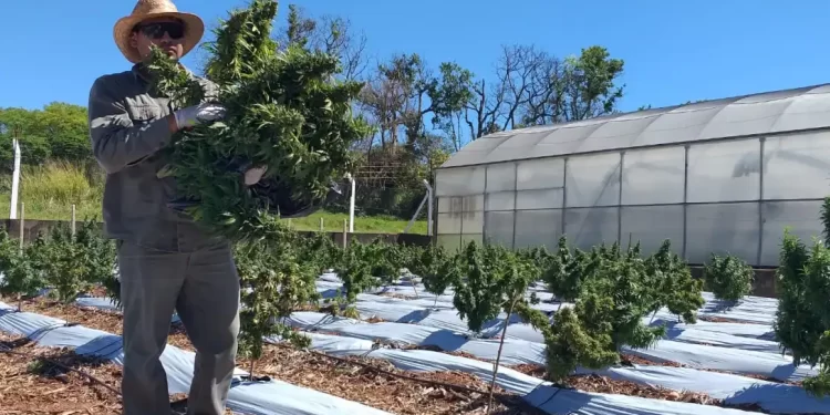 La provincia apunta a distribuir 180 mil frascos de cannabis medicinal