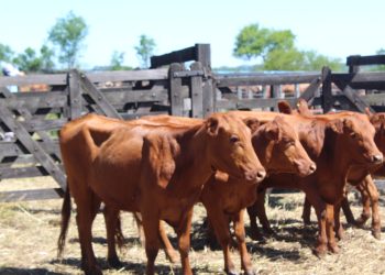 Montecarlo: 600 cabezas de ganado en pista en un nuevo remate