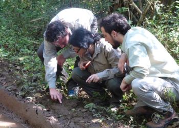 “Para preservar al yaguareté en Misiones hay que redoblar esfuerzos para frenar la caza furtiva”