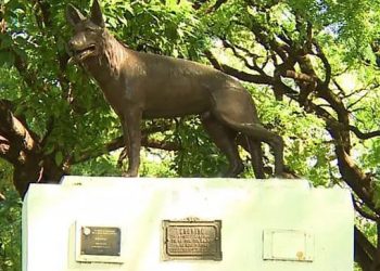 Día Nacional del Perro: ¿por qué se celebra cada 2 de junio?