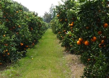 Mandarina, pomelo y limón: los cítricos producidos y elegidos por los misioneros