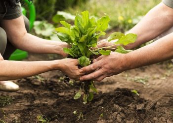 Productores destacan el gran cambio de sus cultivos, tras el uso de bioinsumos