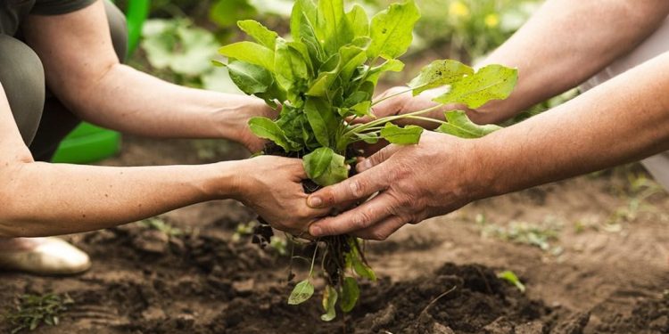 Productores destacan el gran cambio de sus cultivos, tras el uso de bioinsumos