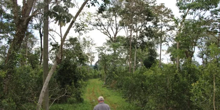 Más yerbales agroecológicos en la provincia