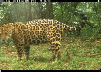 Monitoreo poblacional de yaguaretés: hay menos de 100 individuos en la selva misionera