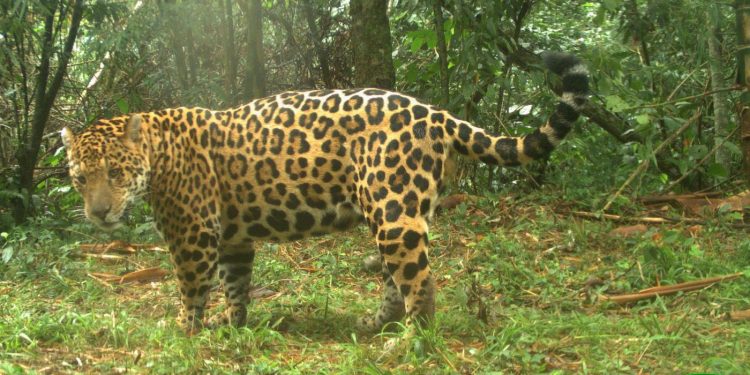 Monitoreo poblacional de yaguaretés: hay menos de 100 individuos en la selva misionera
