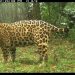 Monitoreo poblacional de yaguaretés: hay menos de 100 individuos en la selva misionera