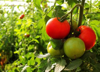 El Ministerio del Agro fortalece la producción de tomate bajo cubierta mediante capacitaciones a productores