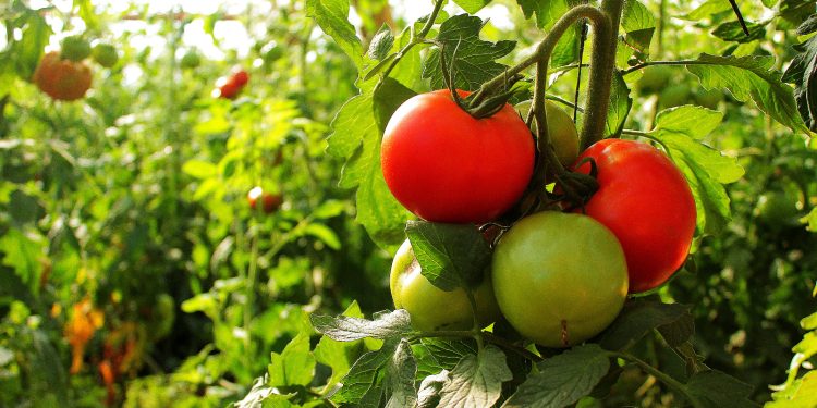 El Ministerio del Agro fortalece la producción de tomate bajo cubierta mediante capacitaciones a productores