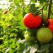 El Ministerio del Agro fortalece la producción de tomate bajo cubierta mediante capacitaciones a productores
