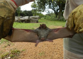 Medidas sanitarias tras la confirmación de un brote de rabia paresiante en Puerto Iguazú
