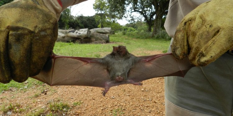Medidas sanitarias tras la confirmación de un brote de rabia paresiante en Puerto Iguazú