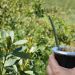 Yerba mate: el sector se hizo fuerte y crecieron las exportaciones
