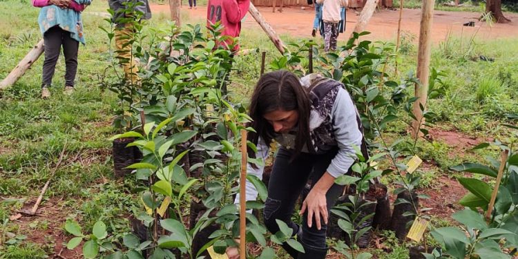 Comunidad Mbya Guarani Tava Miri de San Ignacio: terminan la construcción del sombráculo para la restauración del monte