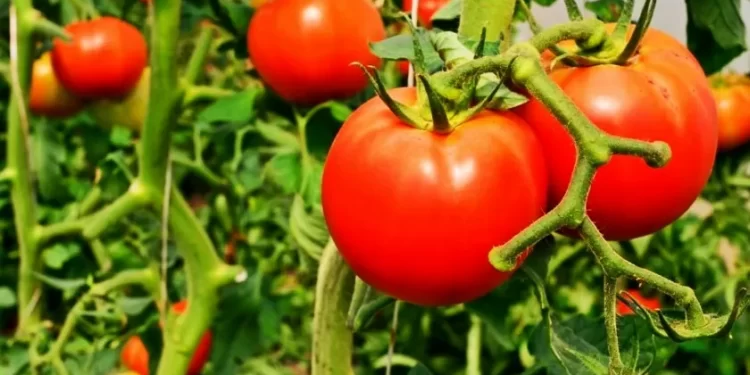 Comenzó la cosecha de tomates orgánicos en el Centro de Producción Hortícola