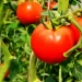 Comenzó la cosecha de tomates orgánicos en el Centro de Producción Hortícola