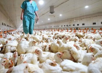 La OMS advirtió que la gripe aviar podría mutar para infectar fácilmente a personas