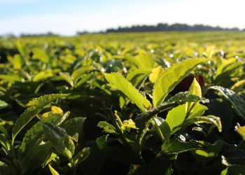 Por tercer año consecutivo la COPROTÉ acuerda el precio para iniciar la zafra