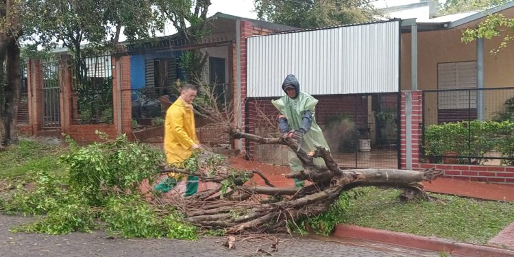 Posadas: solicitan circular con precaución por trabajos de levantamiento de ramas