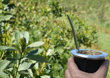 Crece el consumo de yerba orgánica en Misiones