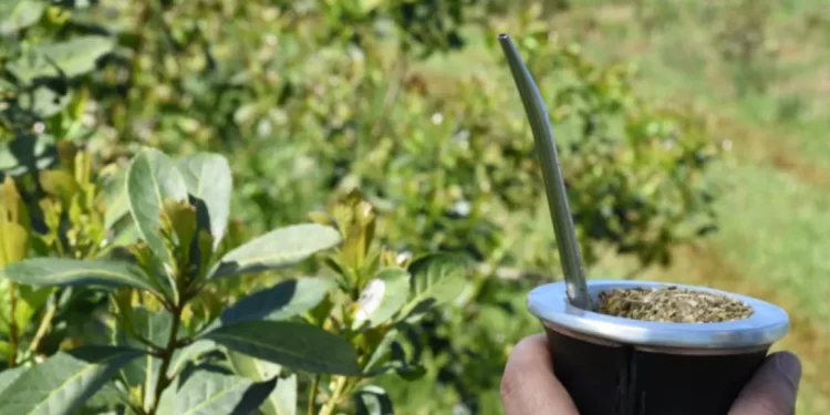 Crece el consumo de yerba orgánica en Misiones