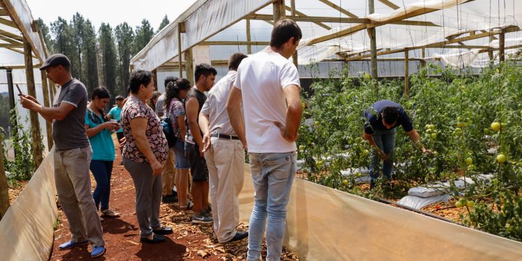 Se consolida el polo hortícola de la zona norte de Misiones