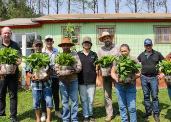 Plantines de banano de alta calidad genética para las chacras misioneras