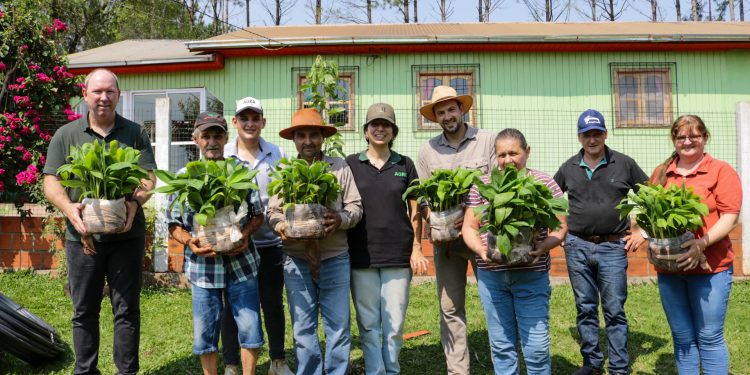 Plantines de banano de alta calidad genética para las chacras misioneras